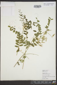 Astragalus canadensis image