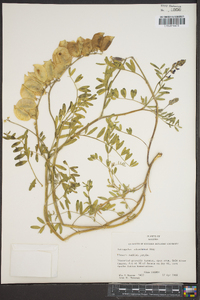 Astragalus allochrous image