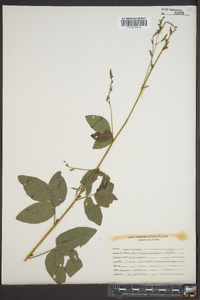 Desmodium canadense image