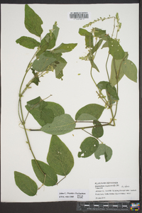 Desmodium canescens image