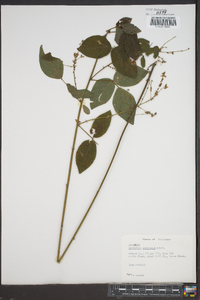 Desmodium perplexum image