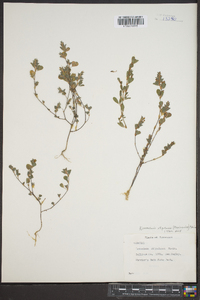 Kummerowia stipulacea image