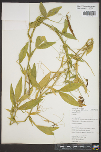 Lathyrus latifolius image