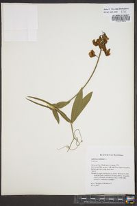 Lathyrus latifolius image