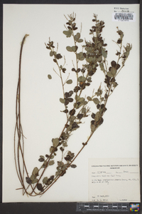 Lespedeza violacea image