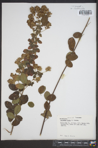 Lespedeza hirta image