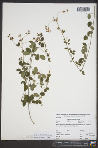 Lespedeza procumbens image