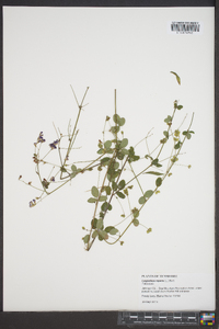 Lespedeza repens image