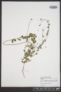 Lespedeza repens image