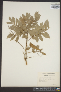 Millettia brandisiana image