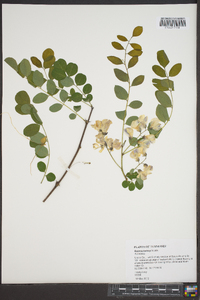 Robinia kelseyi image
