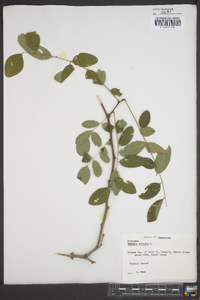 Robinia hispida image