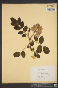 Robinia hispida image