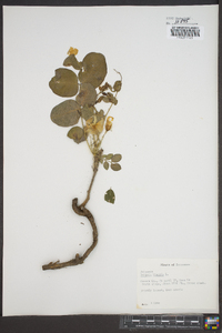 Robinia hispida image