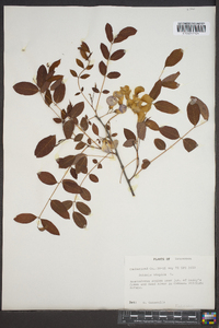 Robinia hispida image