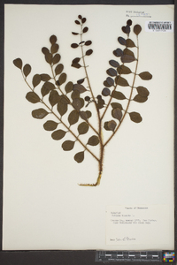 Robinia hispida image