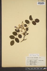 Robinia hispida image