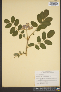 Robinia hispida image