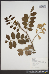 Robinia hispida image