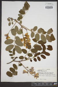 Robinia x margaretta image