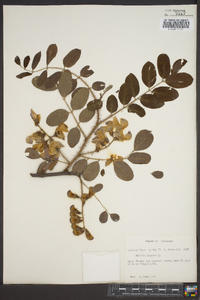 Robinia hispida image