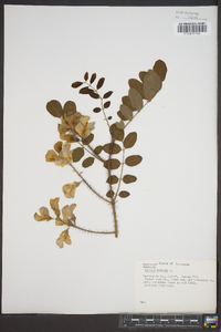 Robinia hispida image