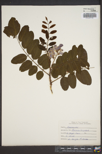 Robinia hispida image