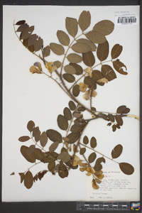 Robinia hispida image