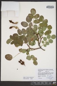 Robinia hispida image