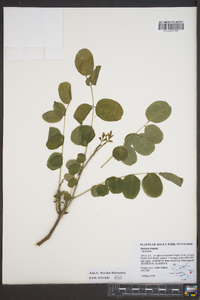 Robinia hispida image