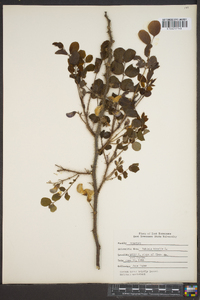 Robinia hispida image