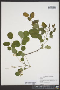 Robinia hispida image