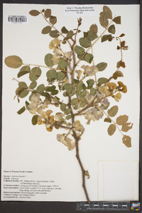 Robinia hispida image