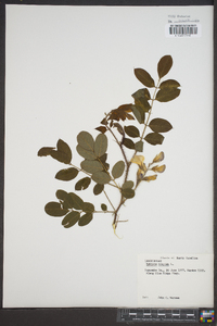 Robinia hispida image