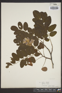 Robinia hispida image