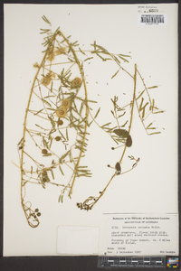 Mimosa microphylla image