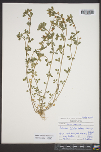 Trifolium dubium image