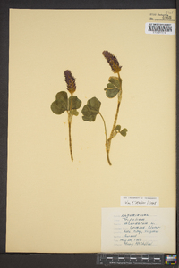 Trifolium incarnatum image