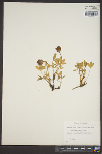 Trifolium parryi image