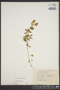 Trifolium arvense image