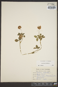 Trifolium hybridum image