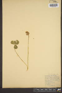 Trifolium hybridum image