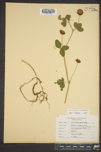 Trifolium hybridum image