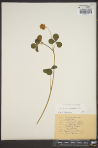 Trifolium hybridum image