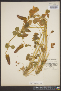 Trifolium incarnatum image