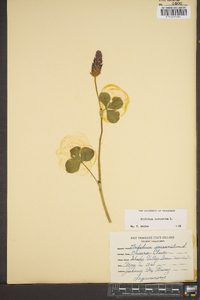 Trifolium incarnatum image