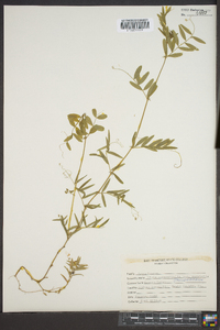 Vicia sativa subsp. nigra image