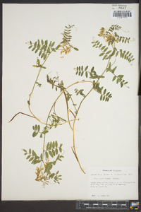 Vicia caroliniana image