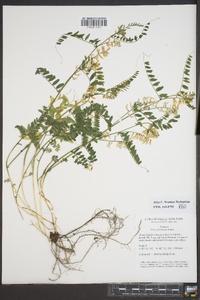 Vicia caroliniana image