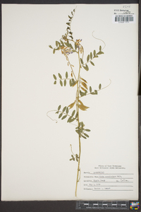 Vicia caroliniana image